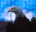 AV EAGLE, Text only version icon